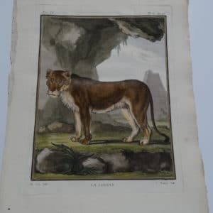Rare French de-Seve engraving of female lion or lioness, from the mid 18th century.