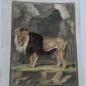 Wonderful DeSeve Compte de Buffon Lion engravings from the 1700's.