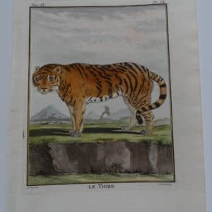 Excelption Tiger engraving from the 1700's. Compte de Buffon made sure the animal's expression was life-like and friendly looking, in nature.