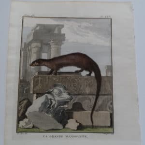 Mongoose engraving by Georle LeClerc Buffon.