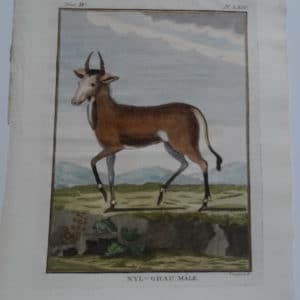 Exotic Species Buffon NylGhau