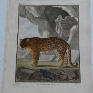 Exotic Species Buffon and de Seve Panthere Femelle XII