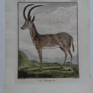 Exotic Species Buffon Tzeiran