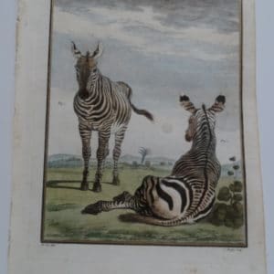 Exotic Species Buffon Zebras Engraving Sold