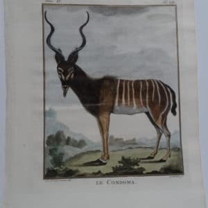Beautiful African animal engraving, stunning face & curled horns, Condoma. Compte de Buffon Engraving.
