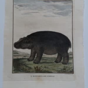 Rare 18th century hand-colored engraving of a hippo or hippopotamus, with expression and attitude.