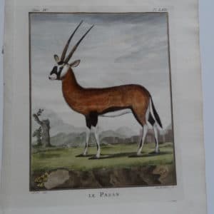 Beautiful 170 plus year old engraving of African gazelle, le Pasan.