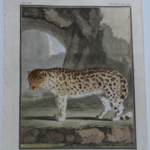 Exotic species of cat, the once has a spotted coat. An antique engraving with watercoloring.