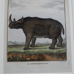 Close up of Rhinocerous engraving from the 1700's.