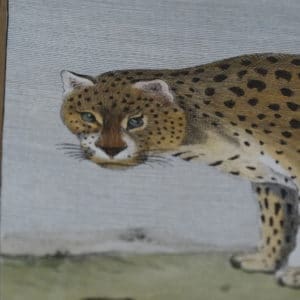 Exotic Species of Animals Buy Now