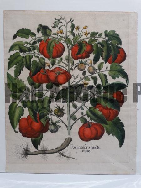 Fancy Flower Basilius Besler Tomatoes