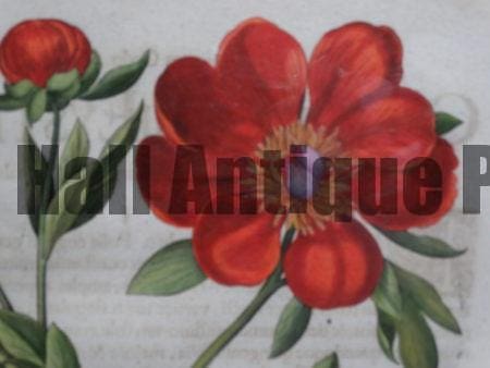 Basil Beslers engravings of the Bishops garden. A world class inventory of old flower prints including this Besler Peony 18th century engraving from the 3rd Besler edition 1613.