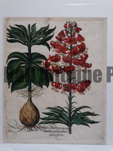 Fancy Flowers Besler Lilium Montanumma