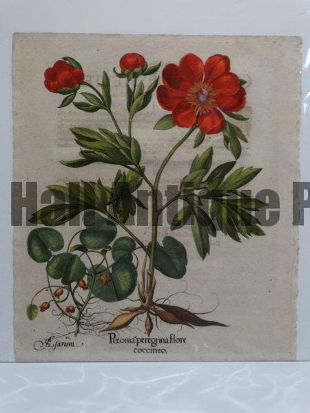 Fancy Flowers Besler Poeonia peregrina flore