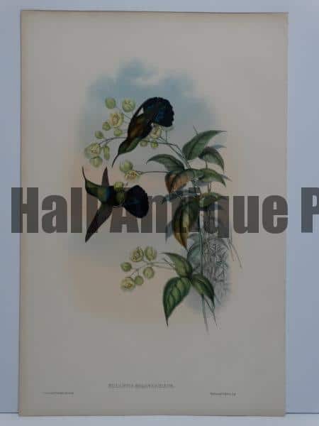 John Gould hummingbirds original antique lithographs sourced from A Monograph of the Trochilidae. 
