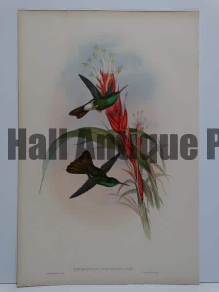 John Gould hummingbirds original antique lithographs sourced from A Monograph of the Trochilidae. 