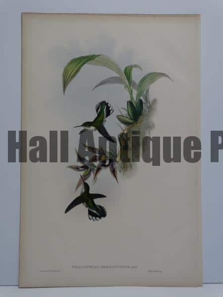 John Gould hummingbirds original antique lithographs sourced from A Monograph of the Trochilidae. 