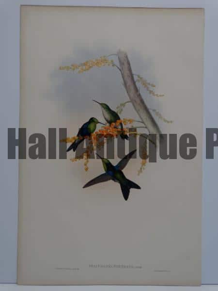 John Gould hummingbirds original antique lithographs sourced from A Monograph of the Trochilidae. 