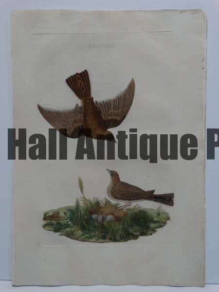 Swallow swooping down to its mate & nest with eggs,a Nozeman 200 year old engraving.
