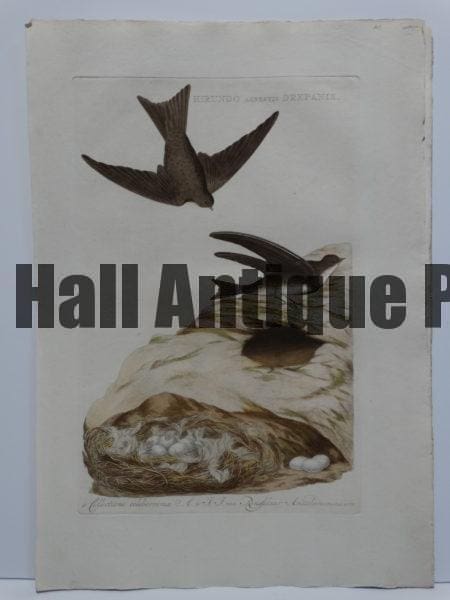 Cliff swallow engraving, in watercolors, of swallow's nest with several white eggs cliffside.