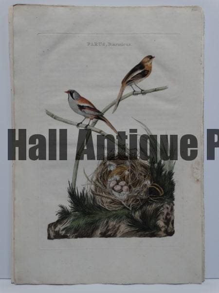 Nests Eggs Nozeman Parus Biarmicus, 2 birds, on reed or grass, with several eggs in the nest. Beautiful 200 year old antique engraving.