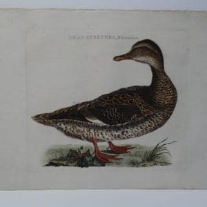 Antique Duck Art