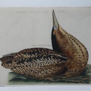 Rare Art Bittern