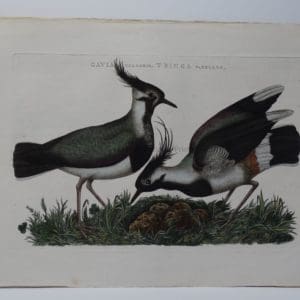 Rare Lapwing Engraving