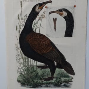Antique Painting Cormorant