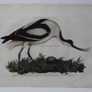 water bird with nest