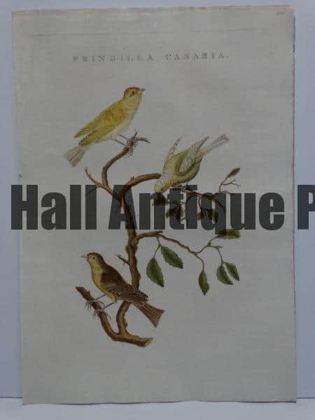 Nests Eggs Nozeman Sepp Canaries engraving, from Nederlandsche Vogelen.