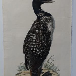 loon watercolor painting