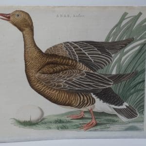 18th century duck art