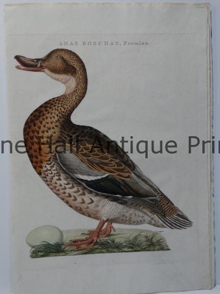 17th century mallard painting