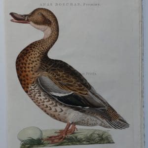 17th century mallard painting