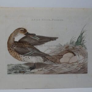 Teal Duck Antique Engraving