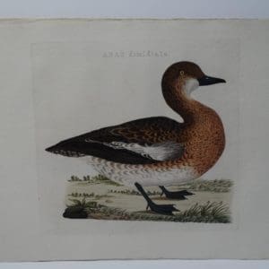 Gifts for Duck Hunters