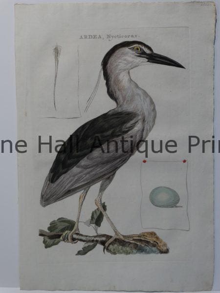 Beautiful Heron Artwork