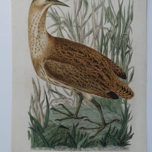 water bird paintings