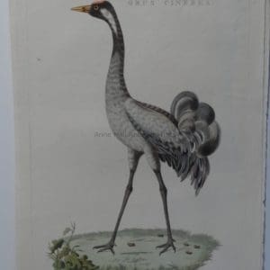 Sand Hill Whooping Crane