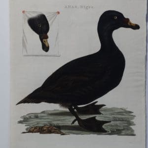 Velvet Scoter Painting