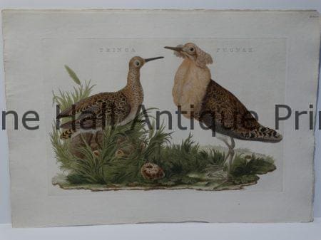 Sandpiper Engraving Art