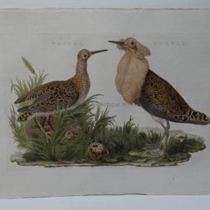 Sandpiper Engraving Art