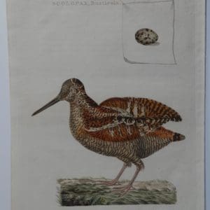Woodcock watercolor painting