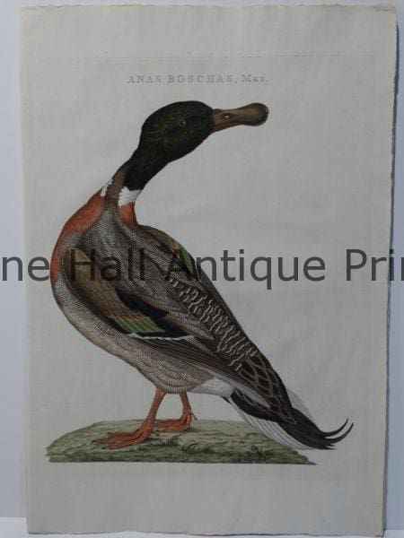 Mallard watercolor painting