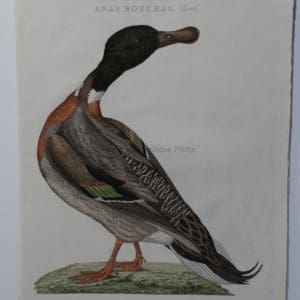 Mallard watercolor painting