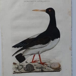 oystercatcher watercolor