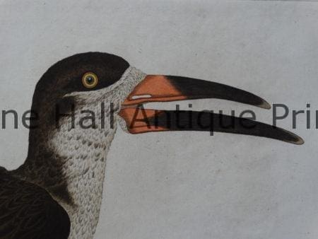 rare18th century birds