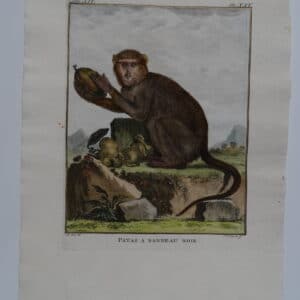 18th Century Buffon Monkey Patas Bandeau