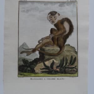 Buffon Antique Monkey Engraving Mangabey